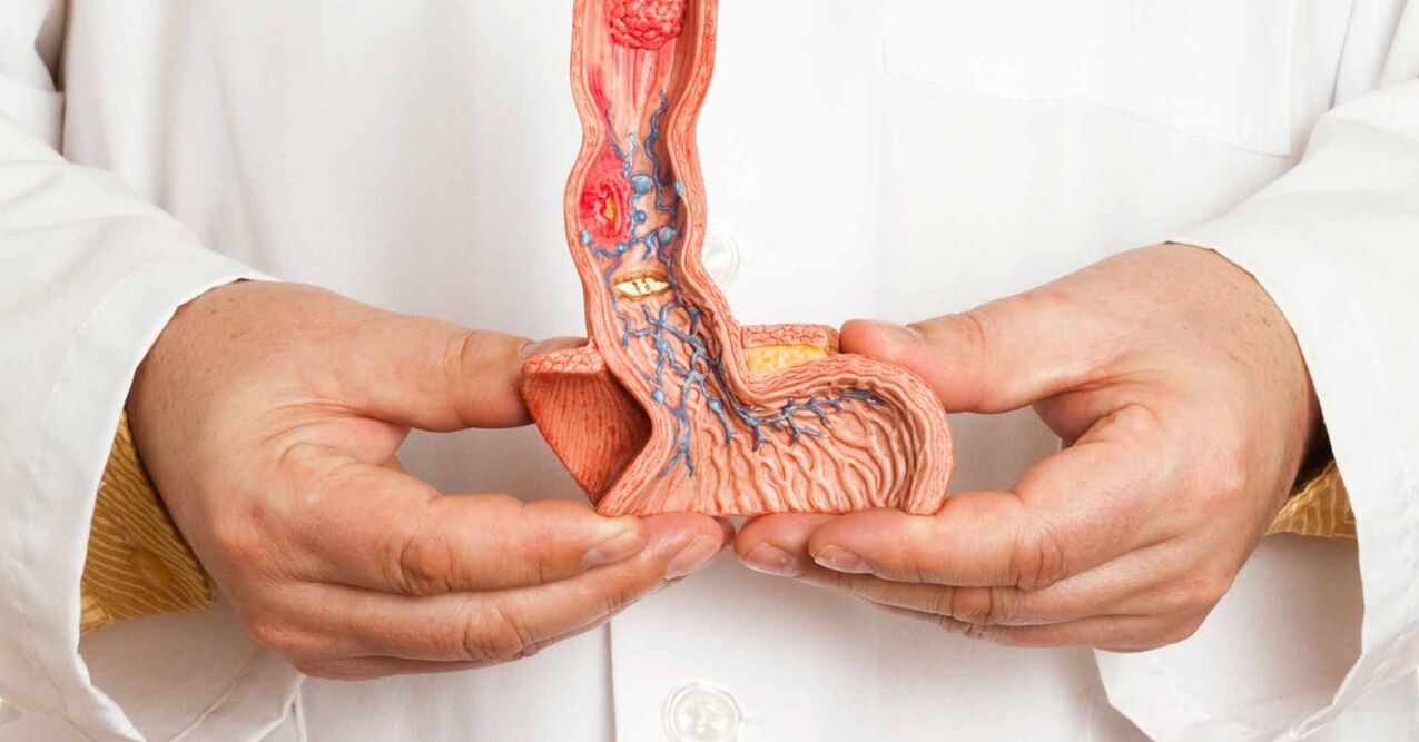 ساختار آلت تناسلی